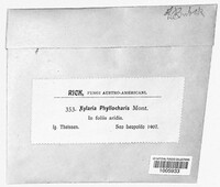 Xylosphaera phyllocharis image